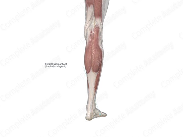 Dorsal Fascia of Foot