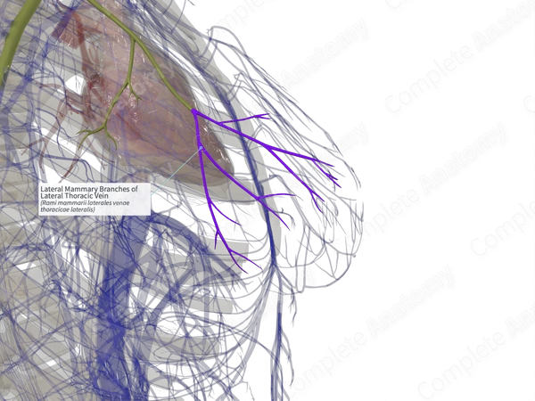 Lateral Mammary Branches of Lateral Thoracic Vein (Left)