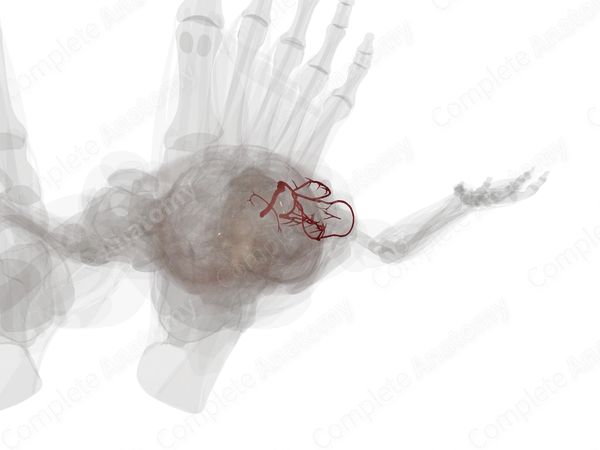 Arteries of Femoral Region (Left)