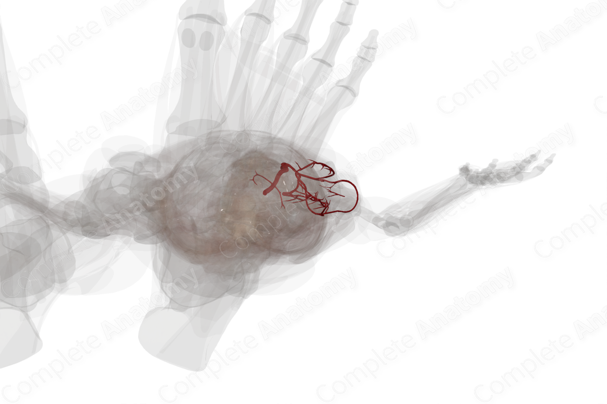 Arteries of Femoral Region (Left)