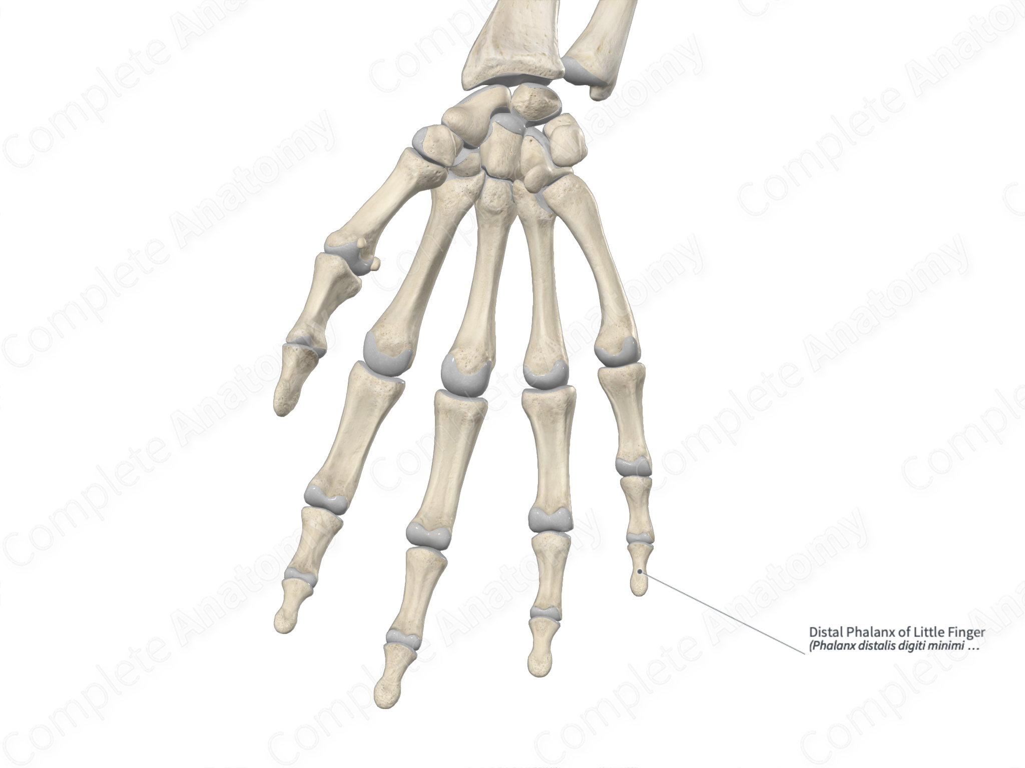 Distal Phalanx of Little Finger