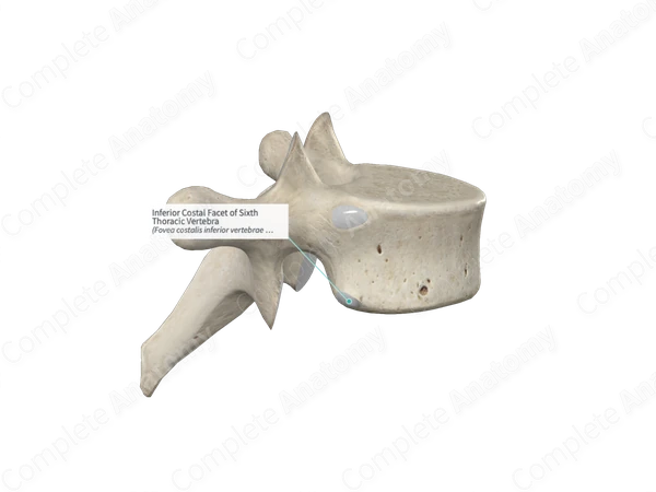 Inferior Costal Facet of Sixth Thoracic Vertebra