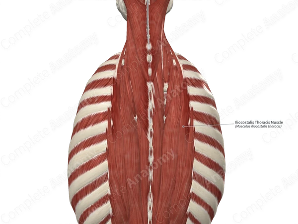 Iliocostalis Thoracis Muscle 