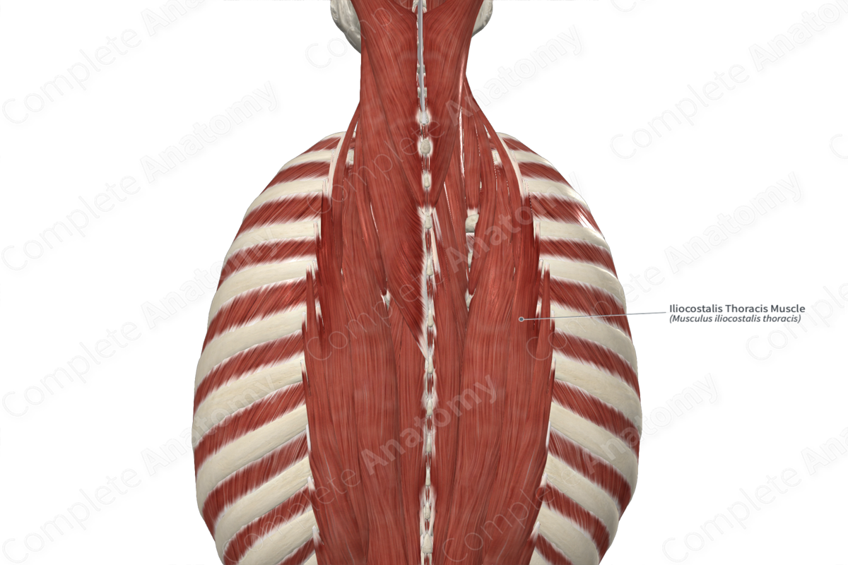 Iliocostalis Thoracis Muscle 