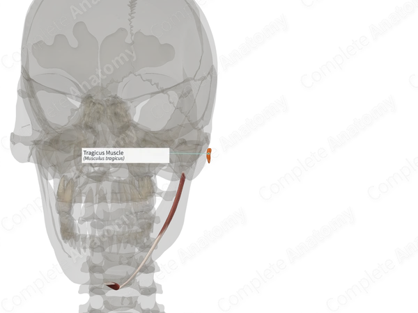 Tragicus Muscle (Right)