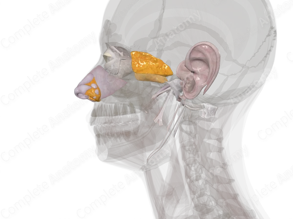 Connective Tissue of Head & Neck