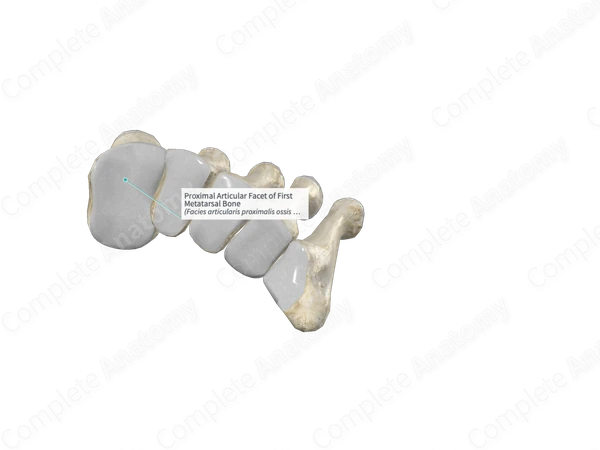 Proximal Articular Facet of First Metatarsal Bone
