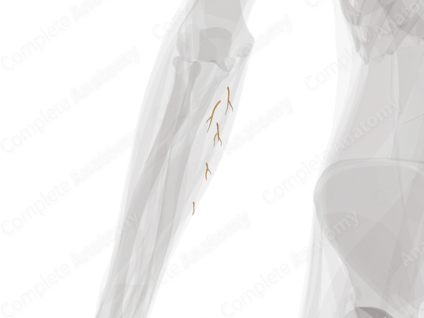 Muscular Branches of Ulnar Nerve (Forearm; Left)