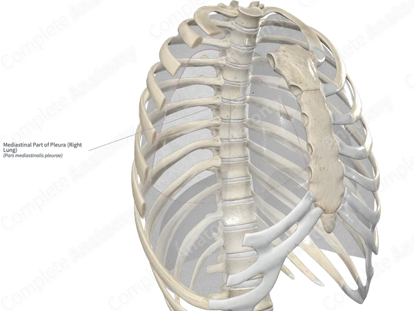 Mediastinal Part of Pleura (Right Lung)