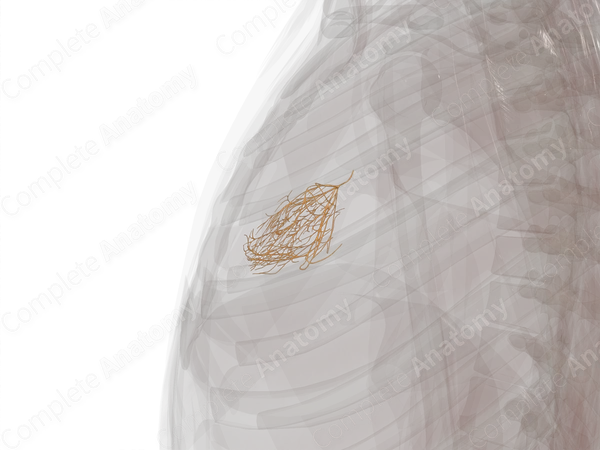 Atrioventricular Bundle