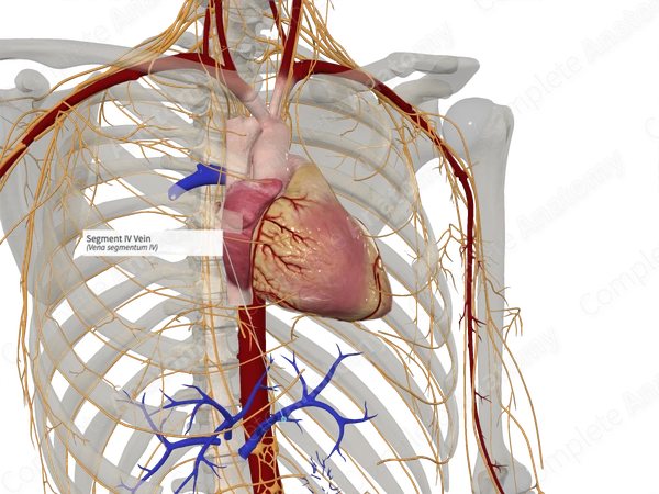 Segment IV Vein