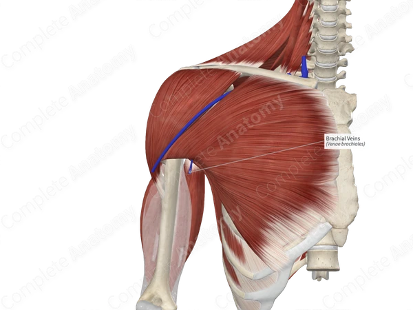 Brachial Veins