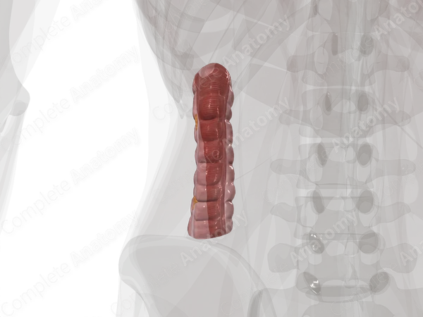 Descending Colon
