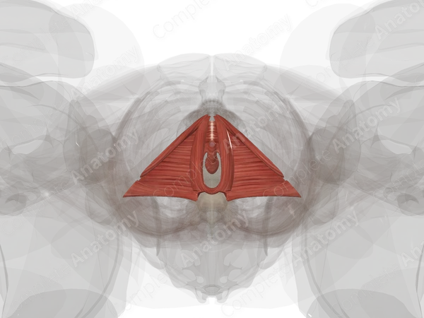 Muscles of Urogenital Triangle