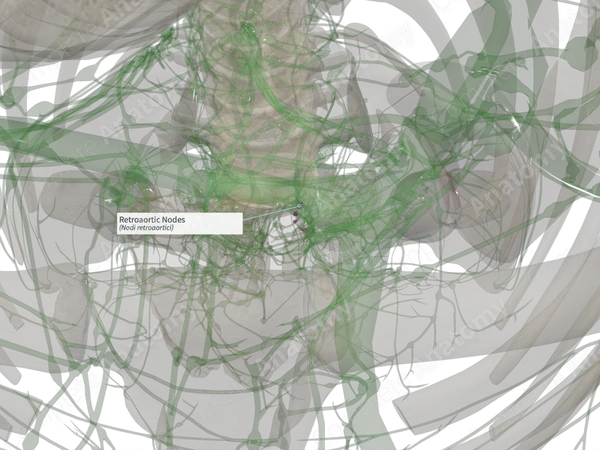 Retroaortic Nodes