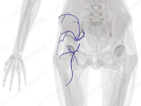 Veins of Gluteal Region (Left)