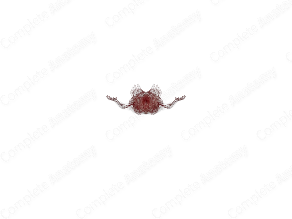 Systemic Arteries