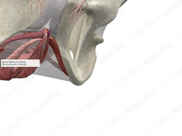 Dorsal Nerve of Clitoris
