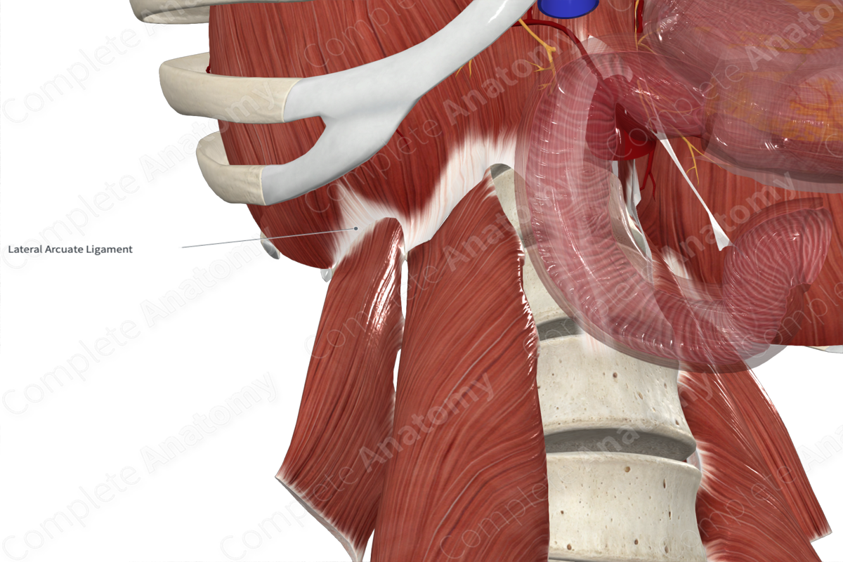 Right Lateral Arcuate Ligament