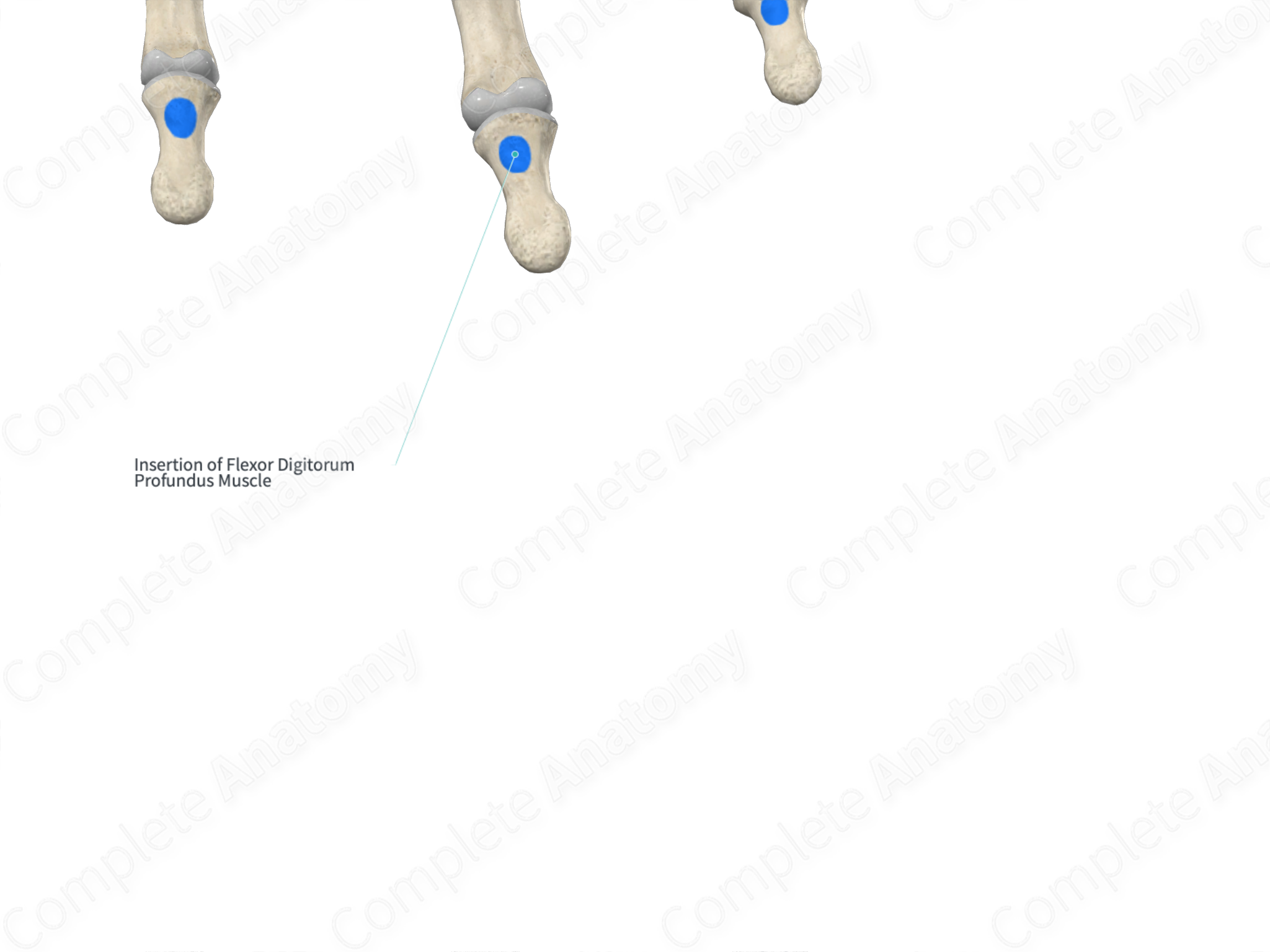 Insertion Of Flexor Digitorum Profundus Muscle 