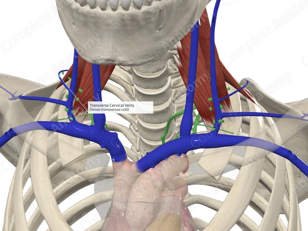 Transverse Cervical Veins