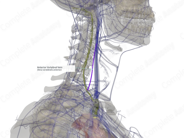 Anterior Vertebral Vein (Right)