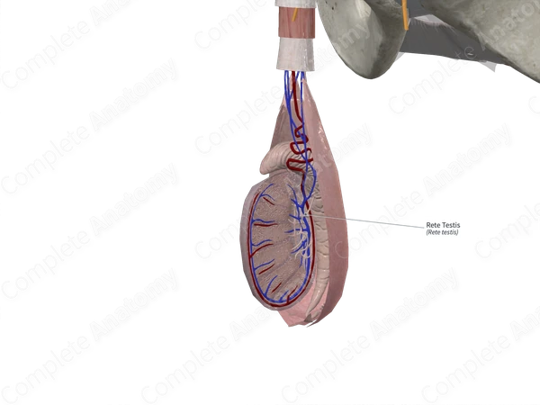 Rete Testis 