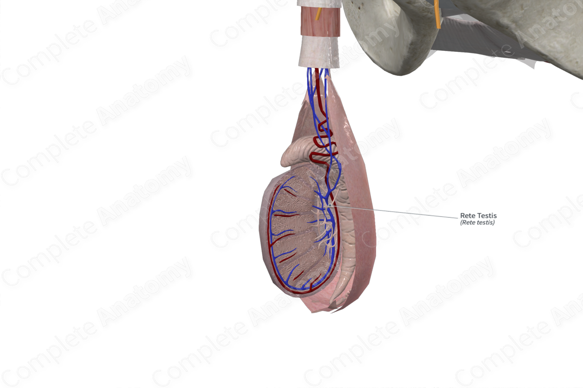 Rete Testis 