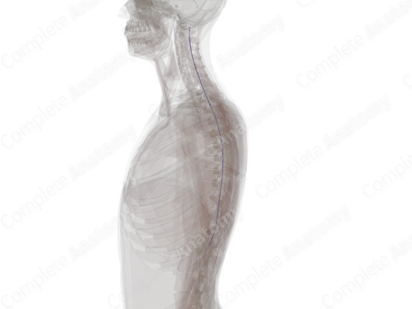Posterior Spinal Veins