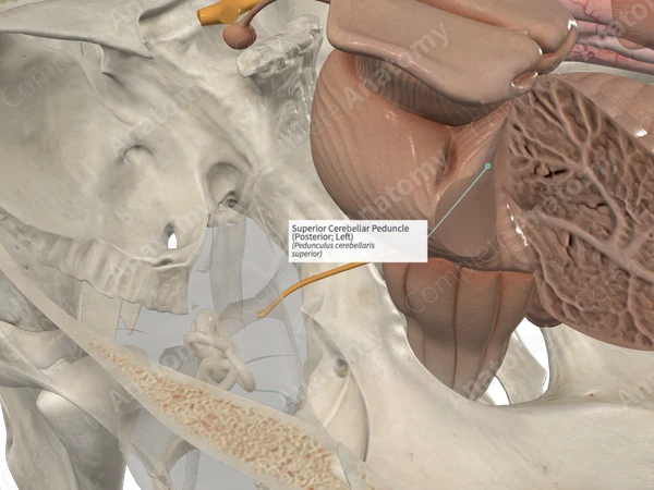 Superior Cerebellar Peduncle (Posterior; Left)
