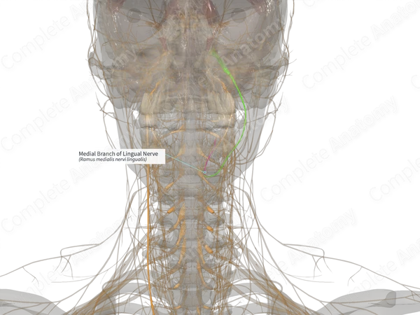 Medial Branch of Lingual Nerve (Left)