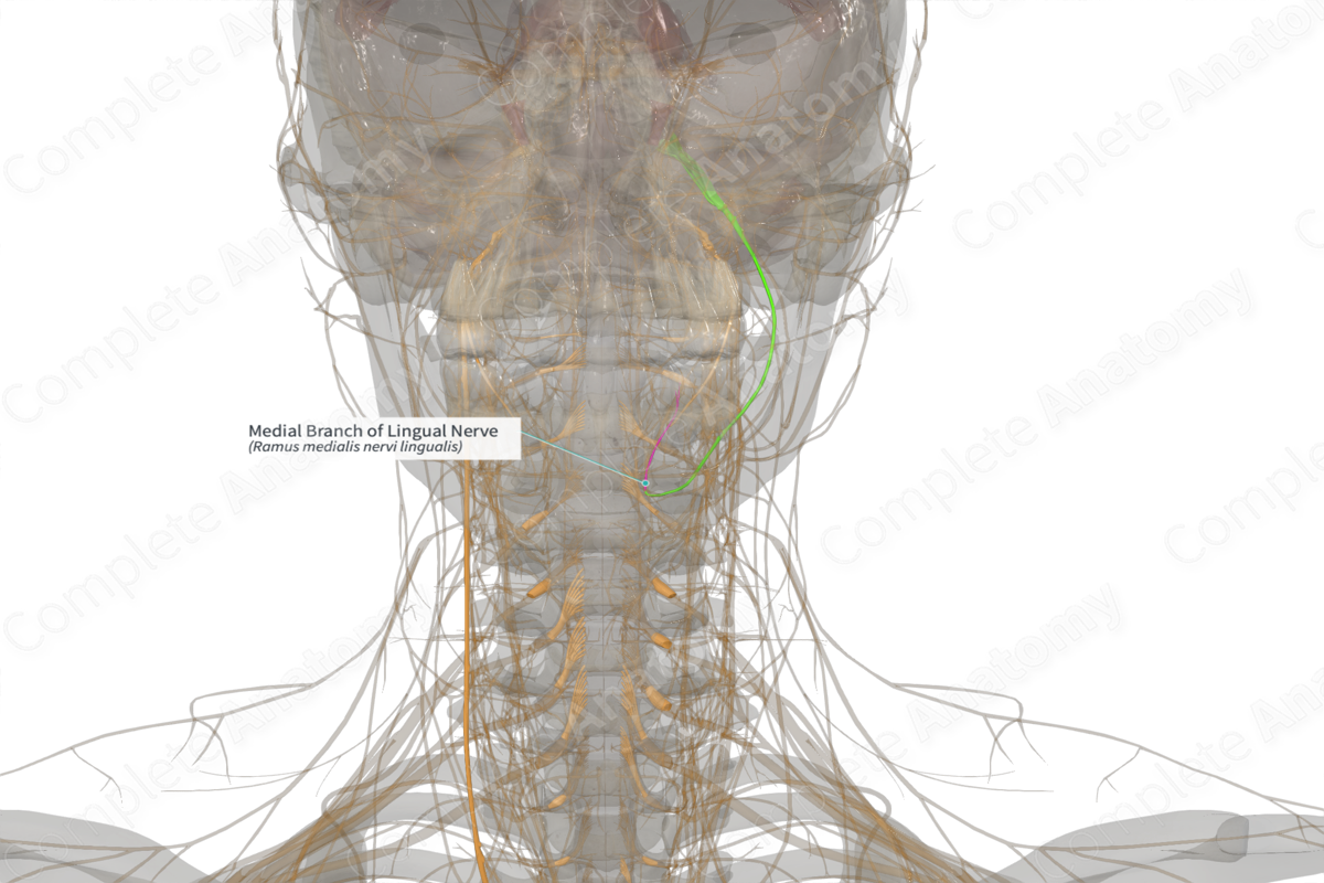 Medial Branch of Lingual Nerve (Left)