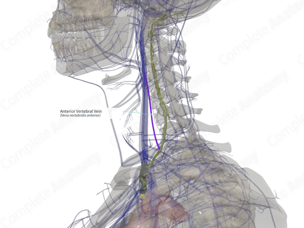 Anterior Vertebral Vein (Right)