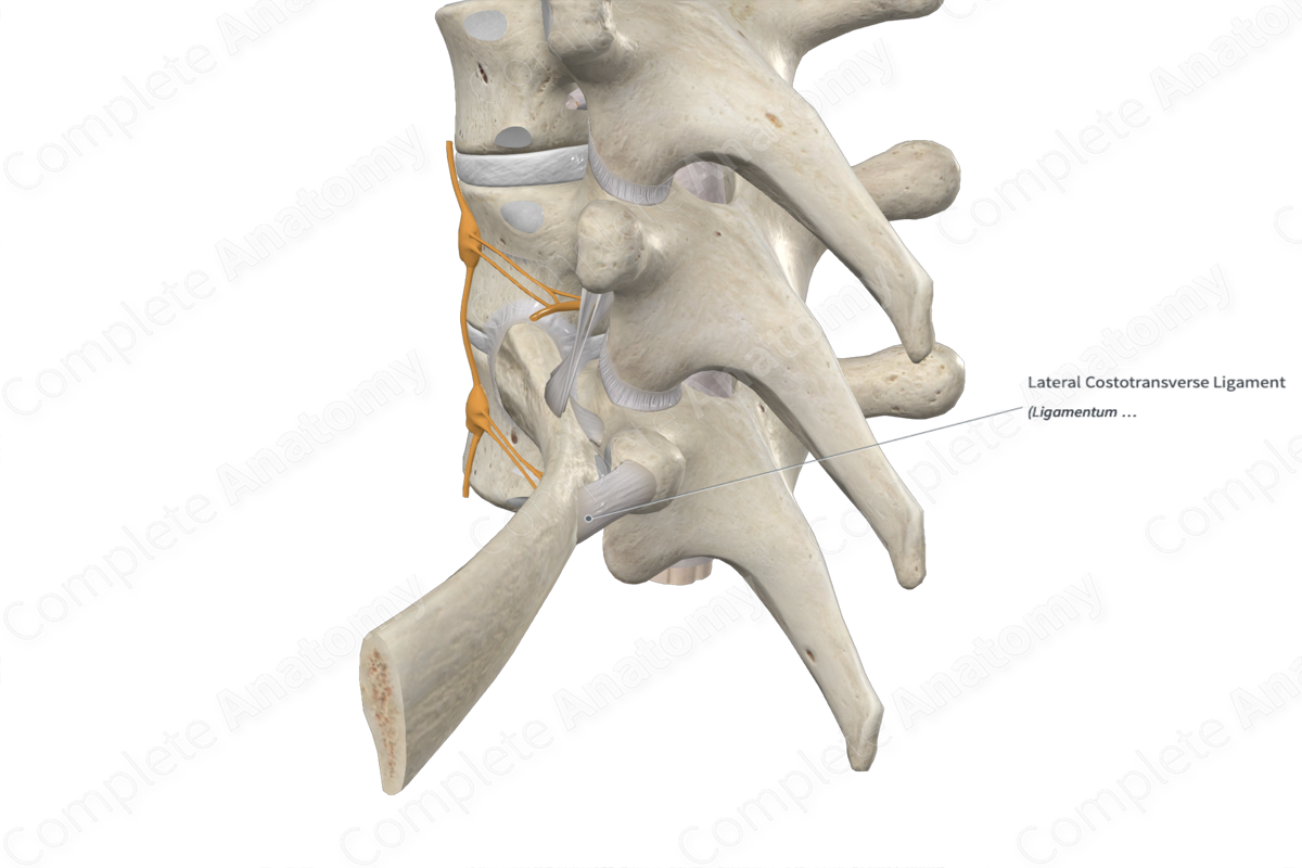 Lateral Costotransverse Ligament 