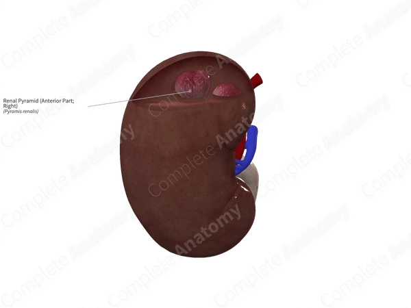 Renal Pyramid (Anterior Part; Right)