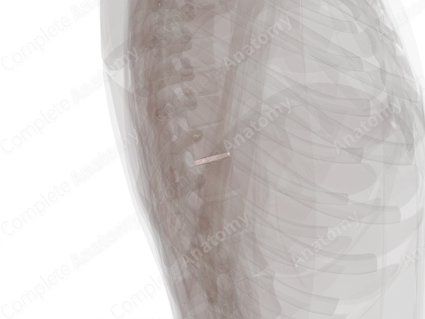 Intervertebral Symphysis (T10-T11)