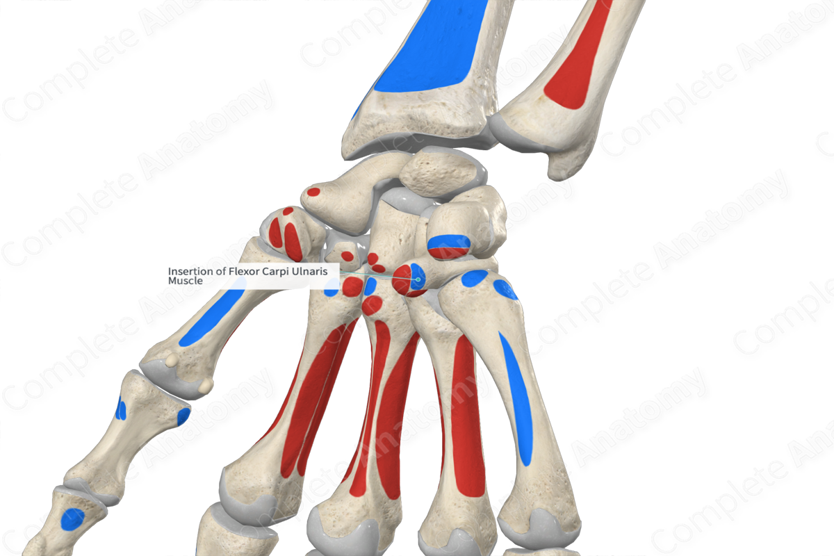 Insertion of Flexor Carpi Ulnaris Muscle