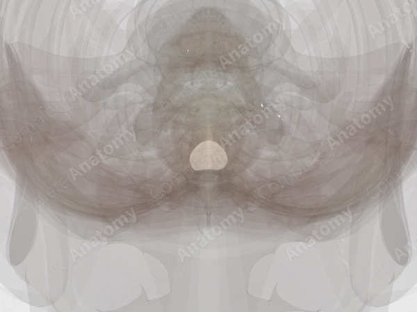Intervertebral Disc (T5-T6)