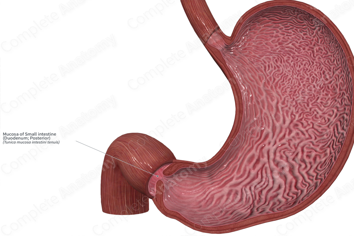 Mucosa of Small intestine (Duodenum; Posterior)