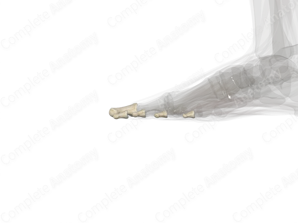 Distal Phalanges of Foot (Left)