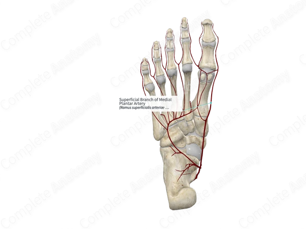 Superficial Branch of Medial Plantar Artery 