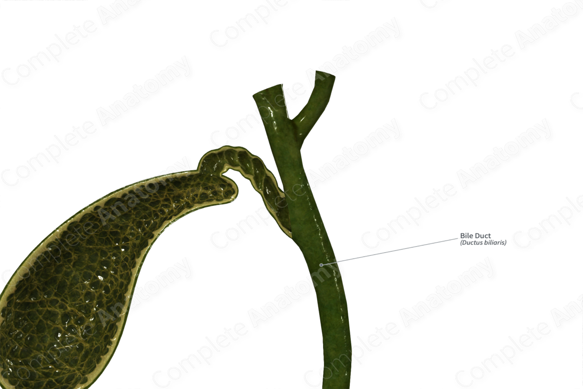 Complete Anatomy Biology Diagrams