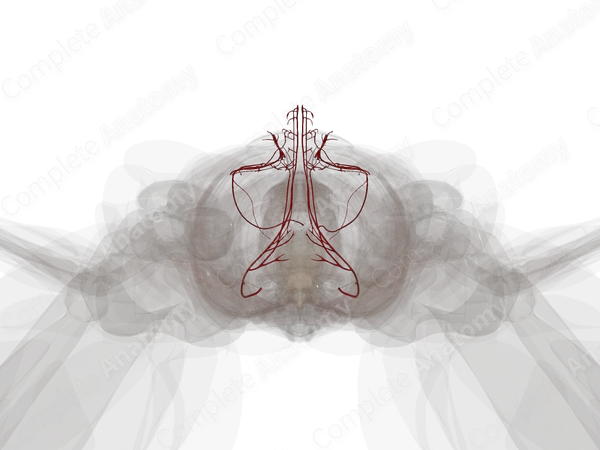 Arteries of Male Genital System