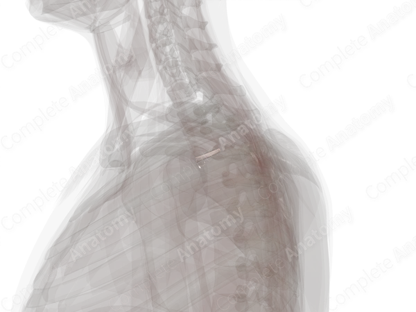 Intervertebral Disc (T2-T3)