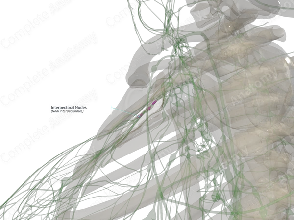 Interpectoral Nodes (Left)