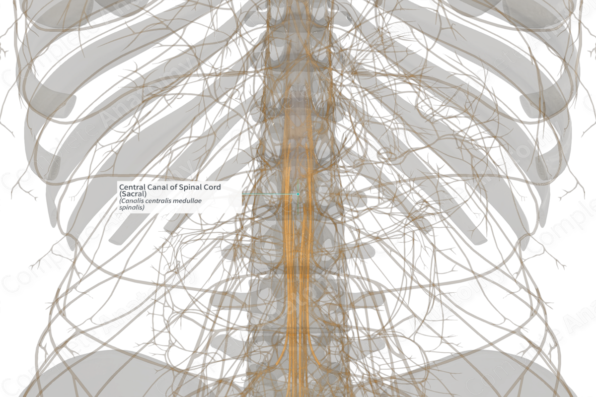 Central Canal of Spinal Cord (Sacral)