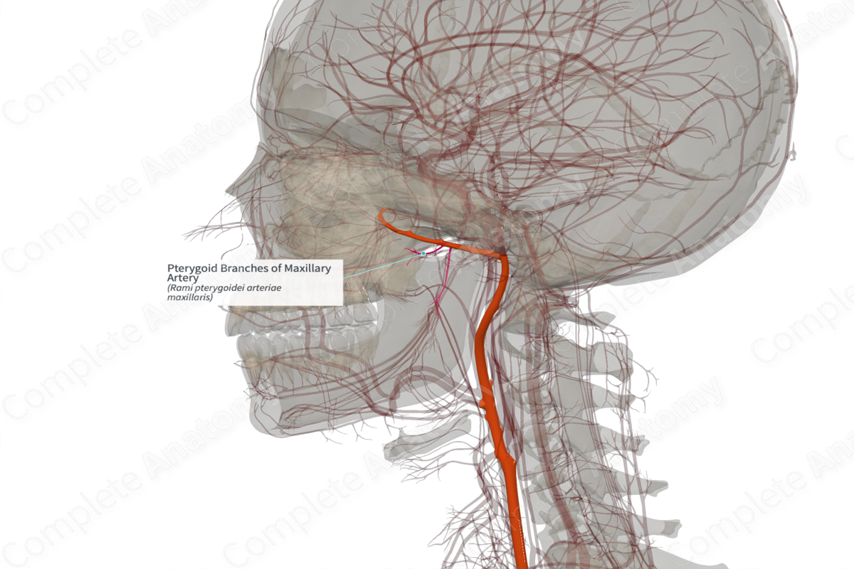 Pterygoid Branches of Maxillary Artery (Left)
