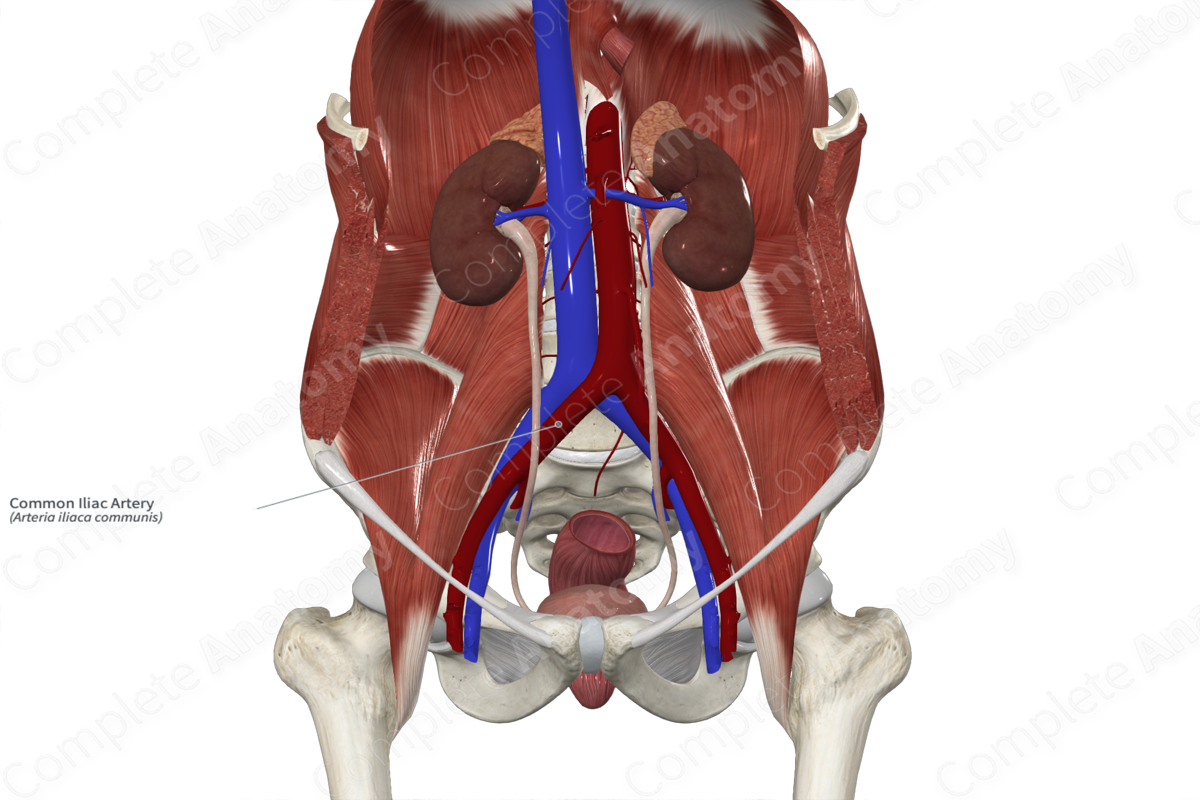 Common Iliac Artery 