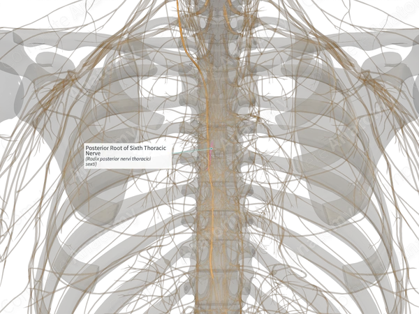 Posterior Root of Sixth Thoracic Nerve (Left)