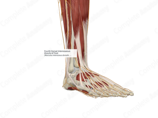 Fourth Dorsal Interosseous Muscle of Foot 